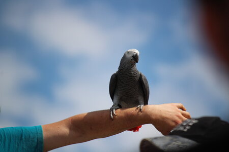 2023-06-01 - Parc animalier à Villars-les-Dombes, Ain - Parc des Oiseaux, MS - 01-06-2023 14-56-033
