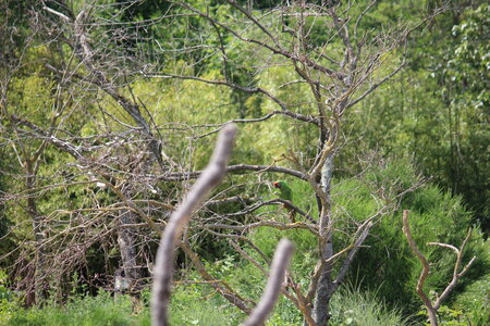 2023-06-01 - Parc animalier à Villars-les-Dombes, Ain - Parc des Oiseaux, MS - 01-06-2023 14-58-19 5184x3456