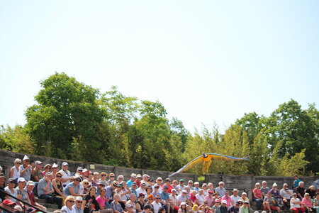 2023-06-01 - Parc animalier à Villars-les-Dombes, Ain - Parc des Oiseaux, MS - 01-06-2023 14-58-040