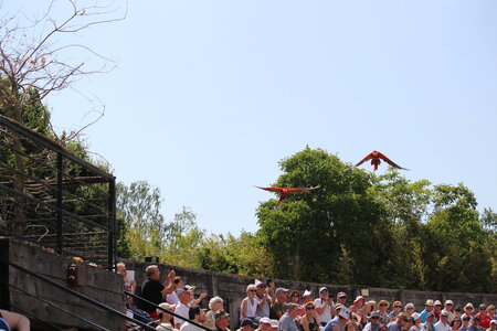 2023-06-01 - Parc animalier à Villars-les-Dombes, Ain - Parc des Oiseaux, MS - 01-06-2023 14-59-01 5184x3456