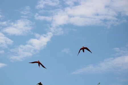 2023-06-01 - Parc animalier à Villars-les-Dombes, Ain - Parc des Oiseaux, MS - 01-06-2023 15-00-11 5184x3456