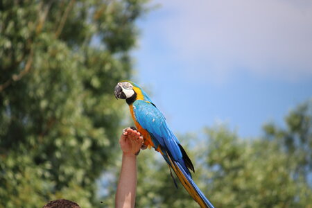 2023-06-01 - Parc animalier à Villars-les-Dombes, Ain - Parc des Oiseaux, MS - 01-06-2023 15-01-57 5184x3456