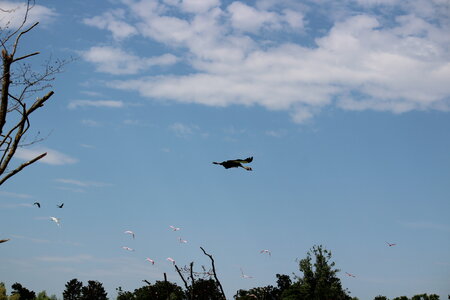 2023-06-01 - Parc animalier à Villars-les-Dombes, Ain - Parc des Oiseaux, MS - 01-06-2023 15-02-14 5184x3456