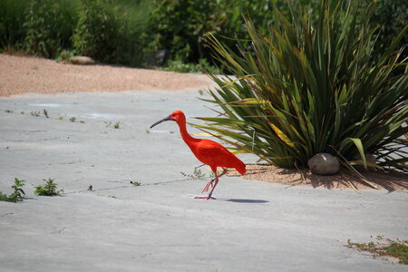 2023-06-01 - Parc animalier à Villars-les-Dombes, Ain - Parc des Oiseaux, MS - 01-06-2023 15-02-027