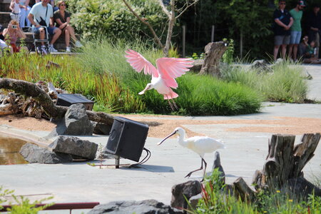 2023-06-01 - Parc animalier à Villars-les-Dombes, Ain - Parc des Oiseaux, MS - 01-06-2023 15-02-34 5184x3456