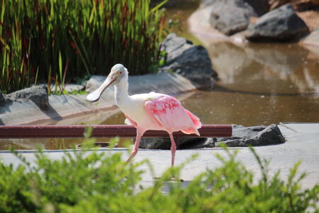 2023-06-01 - Parc animalier à Villars-les-Dombes, Ain - Parc des Oiseaux, MS - 01-06-2023 15-02-51 5184x3456