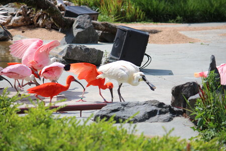 2023-06-01 - Parc animalier à Villars-les-Dombes, Ain - Parc des Oiseaux, MS - 01-06-2023 15-03-20 5184x3456
