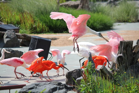 2023-06-01 - Parc animalier à Villars-les-Dombes, Ain - Parc des Oiseaux, MS - 01-06-2023 15-03-22 5184x3456