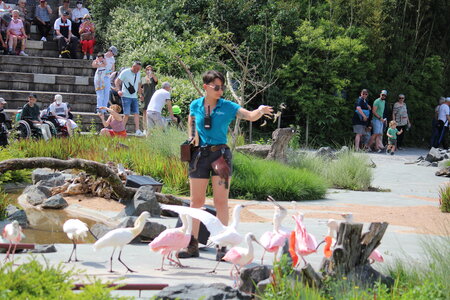2023-06-01 - Parc animalier à Villars-les-Dombes, Ain - Parc des Oiseaux, MS - 01-06-2023 15-03-47 5184x3456