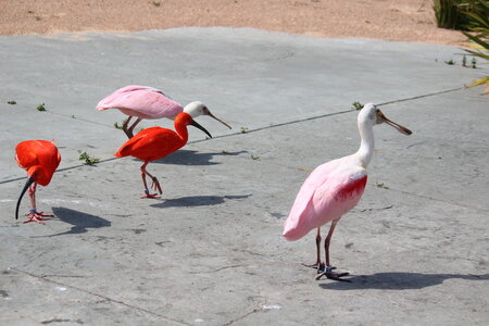 2023-06-01 - Parc animalier à Villars-les-Dombes, Ain - Parc des Oiseaux, MS - 01-06-2023 15-04-47 5184x3456