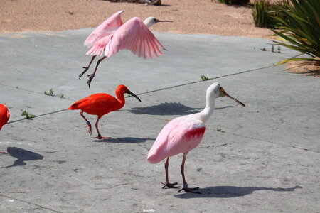 2023-06-01 - Parc animalier à Villars-les-Dombes, Ain - Parc des Oiseaux, MS - 01-06-2023 15-04-048