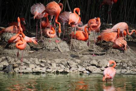 2023-06-01 - Parc animalier à Villars-les-Dombes, Ain - Parc des Oiseaux, MS - 01-06-2023 15-11-35 5184x3456