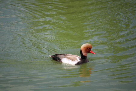 2023-06-01 - Parc animalier à Villars-les-Dombes, Ain - Parc des Oiseaux, MS - 01-06-2023 15-19-20 5184x3456