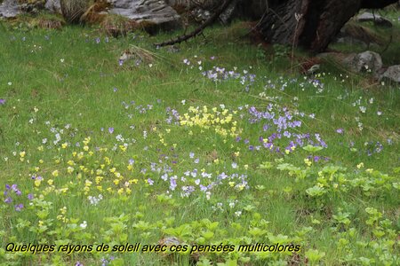 Lac d'Allos, IMG_5899