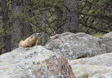 Lac d'Allos, IMG_5931