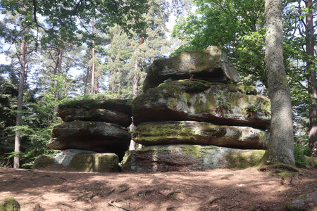 20230615 Ottrott - Mont Sainte-Odile, IMG_4961_Beckenfels (sentier du Mur Païen est)