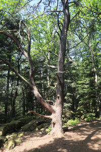 20230615 Ottrott - Mont Sainte-Odile, IMG_4969_Sentier du Mur Païen sud.