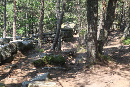 20230615 Ottrott - Mont Sainte-Odile, IMG_4975_Sentier du Mur Païen ouest