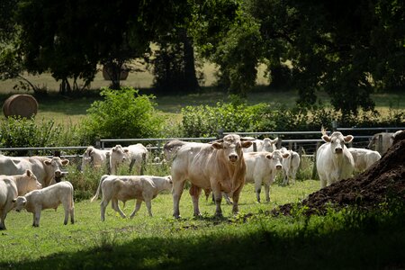 Création d'une carte postale Marque Valeurs Parc – Viandes bovines : sondage choix photographie, Ferme Terence-87
