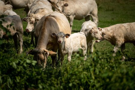 Création d'une carte postale Marque Valeurs Parc – Viandes bovines : sondage choix photographie, Ferme Terence-89