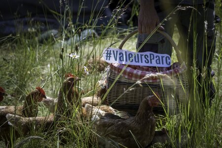 Création d'une carte postale Marque Valeurs Parc – Viandes de volailles et oeufs : sondage choix photographie, Ferme du rebout-120