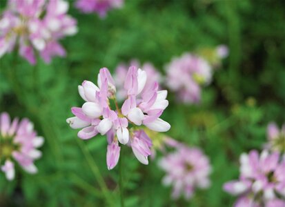 Boucle Neyrac - Piégut - Mont St Colomban - Neyrac 20062023, DSC_0011