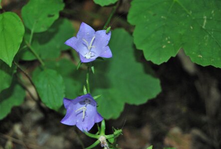 Boucle Neyrac - Piégut - Mont St Colomban - Neyrac 20062023, DSC_0019