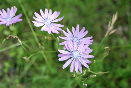 Boucle Neyrac - Piégut - Mont St Colomban - Neyrac 20062023, DSC_0067