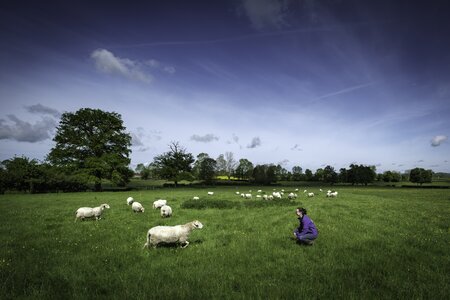 Création d'une carte postale Marque Valeurs Parc – Fromages et produits laitiers - Brebis : sondage choix photographie, Brebis de Pauline - 20 mai 2021-97