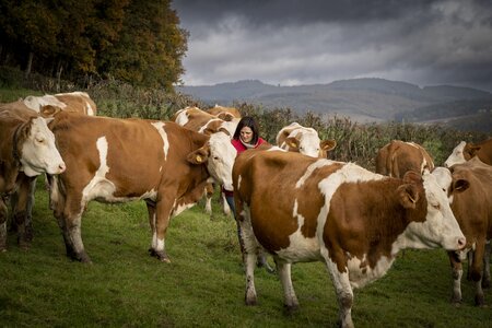 Création d'une carte postale Marque Valeurs Parc – Fromages et produits laitiers - Vache : sondage choix photographie, Cabrache 1 - Anne-7