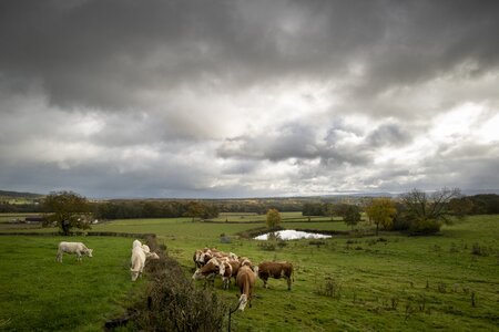 Création d'une carte postale Marque Valeurs Parc – Fromages et produits laitiers - Vache : sondage choix photographie, Cabrache 1 - Anne-19