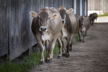 Création d'une carte postale Marque Valeurs Parc – Fromages et produits laitiers - Vache : sondage choix photographie, La Pierre qui Vire-27