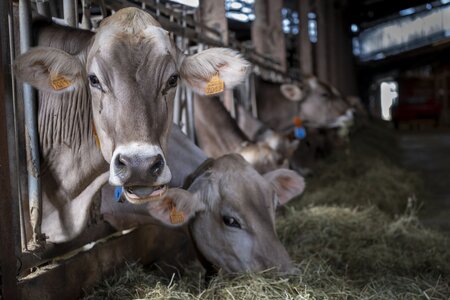 Création d'une carte postale Marque Valeurs Parc – Fromages et produits laitiers - Vache : sondage choix photographie, La Pierre qui Vire-34