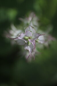 Makro Poètree , IMG_1587