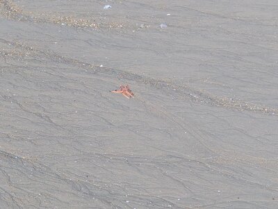 Grande plage presqu’île de Gavres, 19 mai 2023<br>@copyleft <a href=https://www.le-fab-lab.com>Le Fab'Blab</a> Licence Art Libre, presqu-ile-gavres-2023-05-19-27