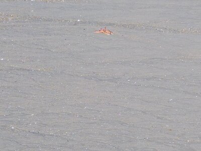 Grande plage presqu’île de Gavres, 19 mai 2023<br>@copyleft <a href=https://www.le-fab-lab.com>Le Fab'Blab</a> Licence Art Libre, presqu-ile-gavres-2023-05-19-28