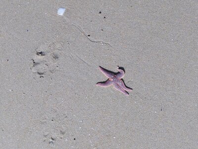 Grande plage presqu’île de Gavres, 19 mai 2023<br>@copyleft <a href=https://www.le-fab-lab.com>Le Fab'Blab</a> Licence Art Libre, presqu-ile-gavres-2023-05-19-40