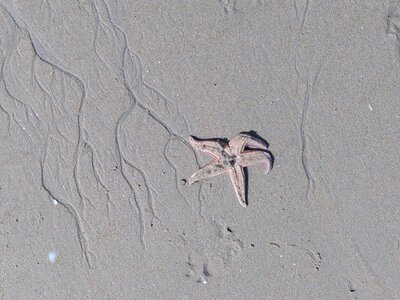 Grande plage presqu’île de Gavres, 19 mai 2023<br>@copyleft <a href=https://www.le-fab-lab.com>Le Fab'Blab</a> Licence Art Libre, presqu-ile-gavres-2023-05-19-41