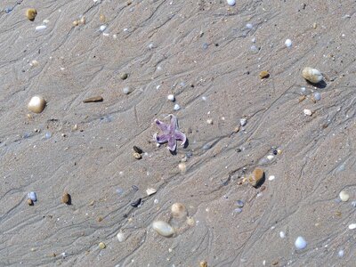 Grande plage presqu’île de Gavres, 19 mai 2023<br>@copyleft <a href=https://www.le-fab-lab.com>Le Fab'Blab</a> Licence Art Libre, presqu-ile-gavres-2023-05-19-42