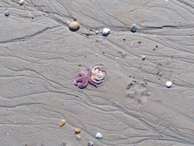 Grande plage presqu’île de Gavres, 19 mai 2023<br>@copyleft <a href=https://www.le-fab-lab.com>Le Fab'Blab</a> Licence Art Libre, presqu-ile-gavres-2023-05-19-43