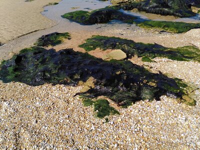 Grande plage presqu’île de Gavres, 19 mai 2023<br>@copyleft <a href=https://www.le-fab-lab.com>Le Fab'Blab</a> Licence Art Libre, presqu-ile-gavres-2023-05-19-47