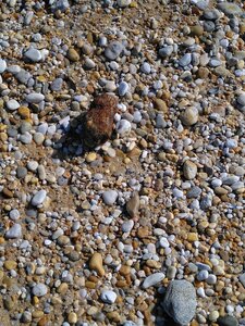 Grande plage presqu’île de Gavres, 19 mai 2023<br>@copyleft <a href=https://www.le-fab-lab.com>Le Fab'Blab</a> Licence Art Libre, presqu-ile-gavres-2023-05-19-53