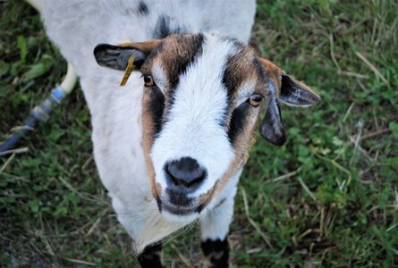 Boucle pont de la Guinguette-St Eusèbe-Beaurepaire Croix de la Clappe le 04 juillet 2023, DSC_0846  2 