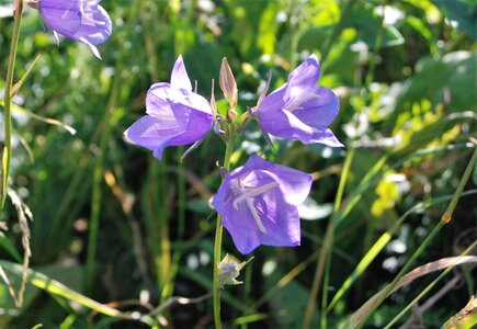 Boucle pont de la Guinguette-St Eusèbe-Beaurepaire Croix de la Clappe le 04 juillet 2023, DSC_0856