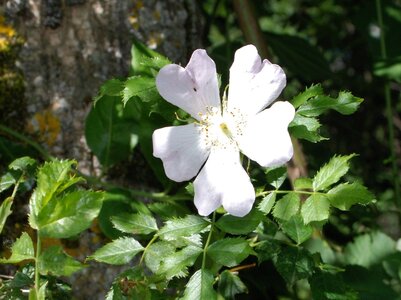 Boucle pont de la Guinguette-St Eusèbe-Beaurepaire Croix de la Clappe le 04 juillet 2023, DSC_0857