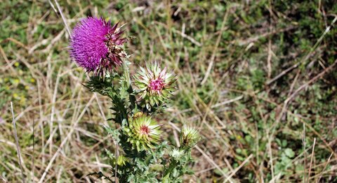 Boucle pont de la Guinguette-St Eusèbe-Beaurepaire Croix de la Clappe le 04 juillet 2023, DSC_0883