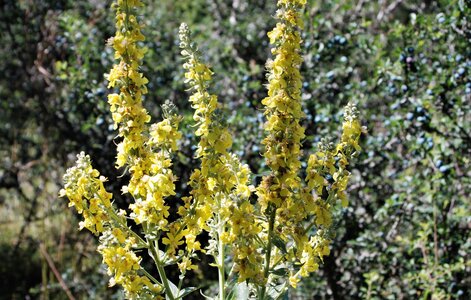 Boucle pont de la Guinguette-St Eusèbe-Beaurepaire Croix de la Clappe le 04 juillet 2023, DSC_0889