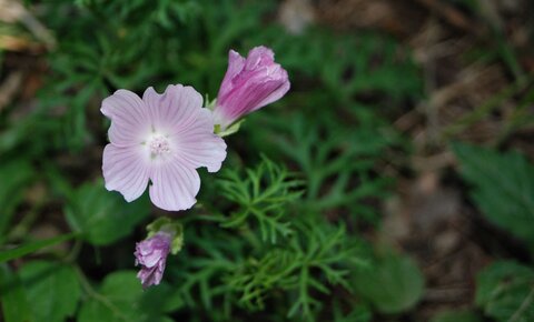 Boucle pont de la Guinguette-St Eusèbe-Beaurepaire Croix de la Clappe le 04 juillet 2023, DSC_0891