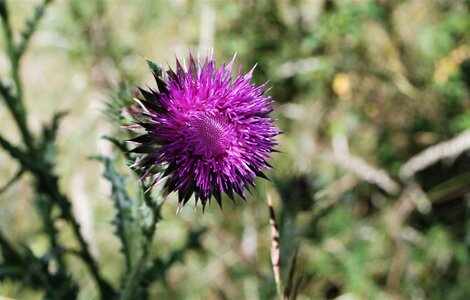 Boucle pont de la Guinguette-St Eusèbe-Beaurepaire Croix de la Clappe le 04 juillet 2023, DSC_0896
