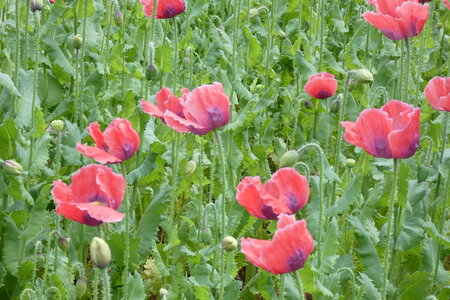 Champ de pavots, P1010498